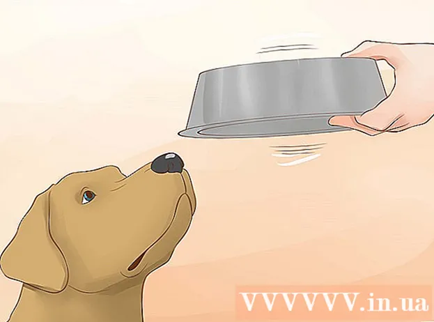 Come dare da bere al tuo cane