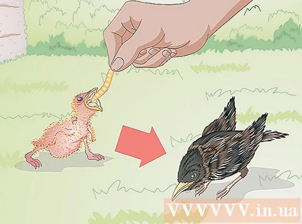 야생 아기 새에게 먹이를주는 방법