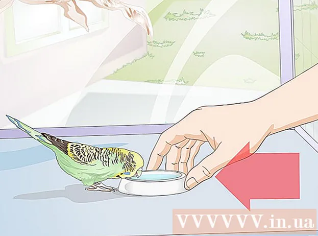 איך להאכיל את ציפור הסנונית