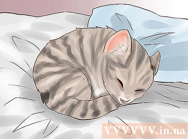 Cara Memberi Makan Kucing yang Baru Lahir