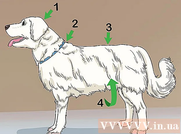 Como fazer a barba de cães