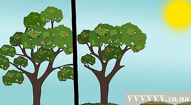 How to prune plum trees