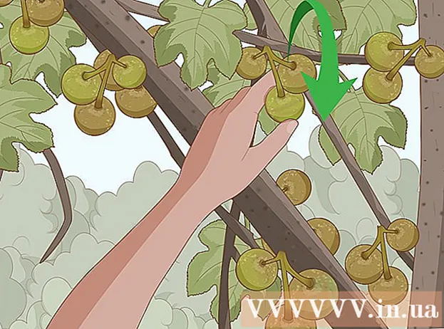 Kuidas sarapuupähkleid pügada