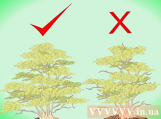 كيفية تقليم شجرة القيقب اليابانية