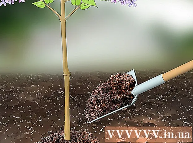 How to prune lilacs