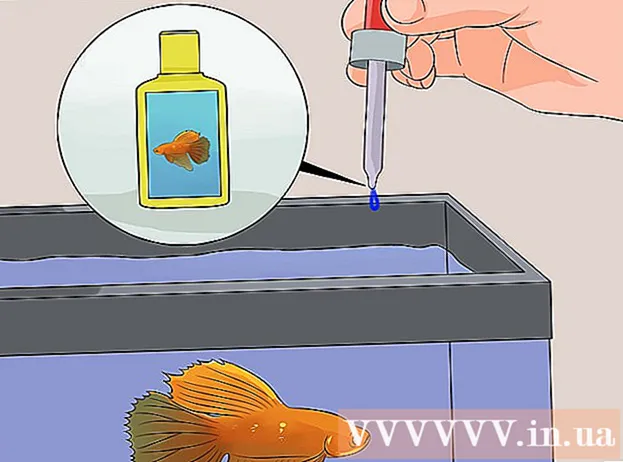 Kako rešiti umirajoče siamske bojne ribe