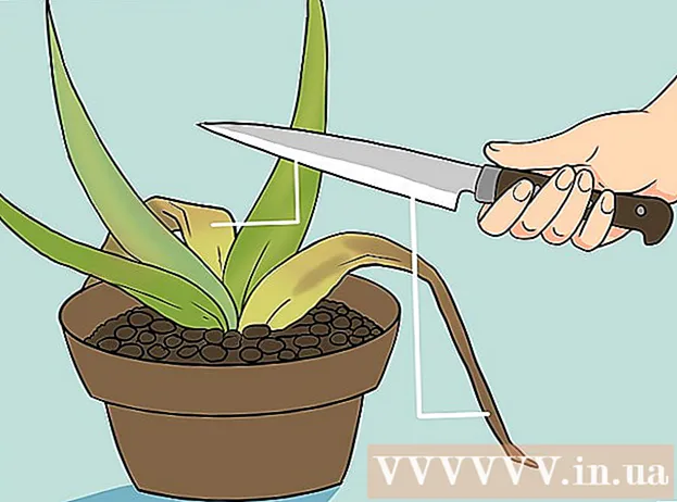 How to save an aloe plant that is in danger of dying