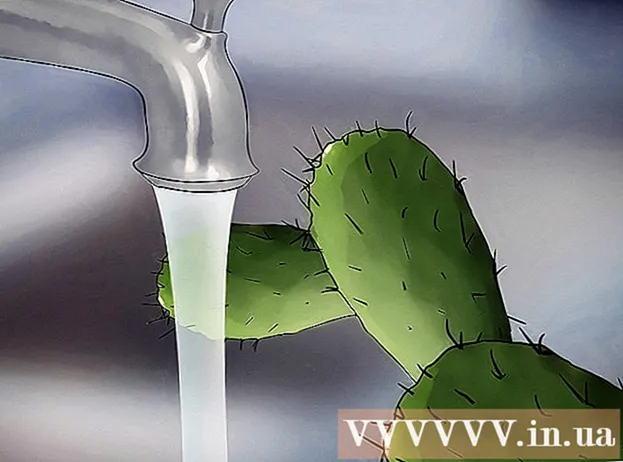 Modi per salvare un cactus morente