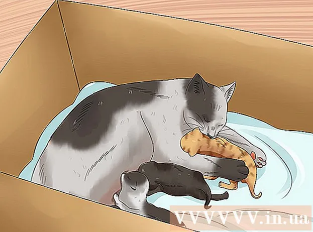 Comment déplacer les chatons nouveau-nés