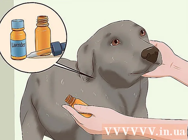 Comment se débarrasser des puces chez les chiens