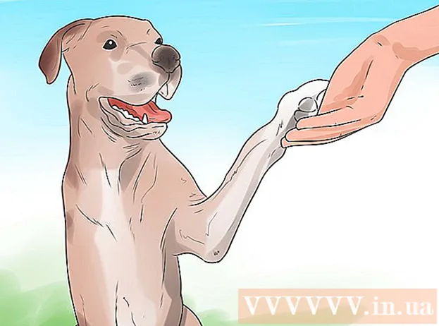 Cum să înveți câinii să dea mâna