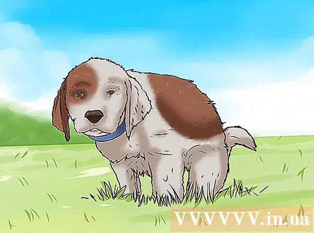 How to teach your puppy to go to the toilet in the right place