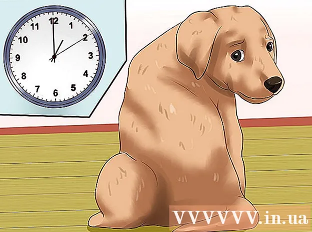 Hoe u een puppy leert stoppen met bijten