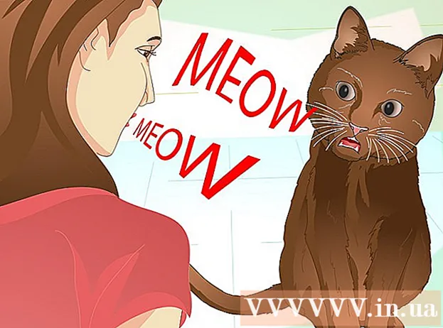 Ako naučiť mačku základné povely