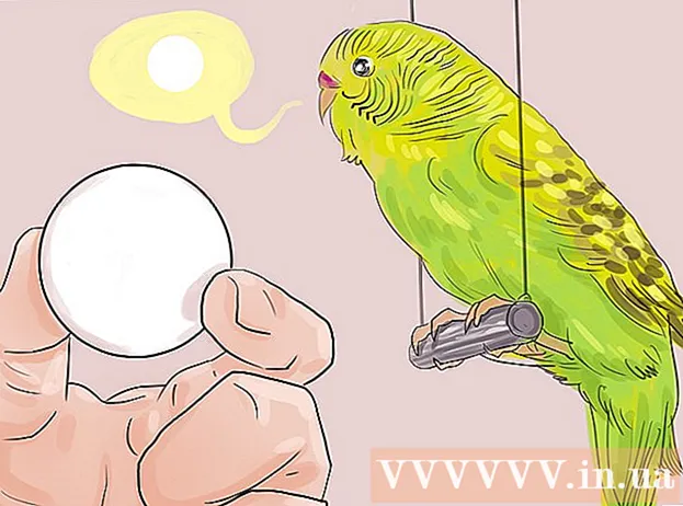 Πώς να διδάξετε τα Macaws να μιλούν