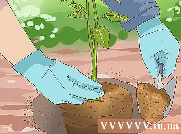 Как сеять семена апельсина