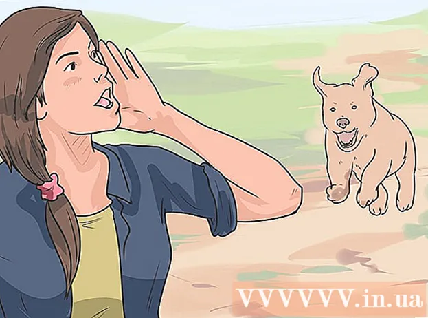 Cum să desființi lupta unui câine