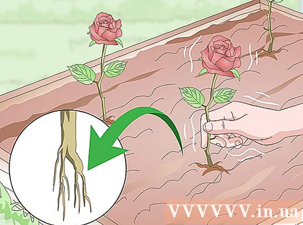 How to cut rose branches