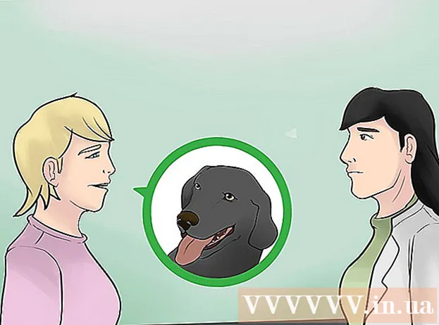Hvordan roe hunden din i nærvær av fyrverkeri