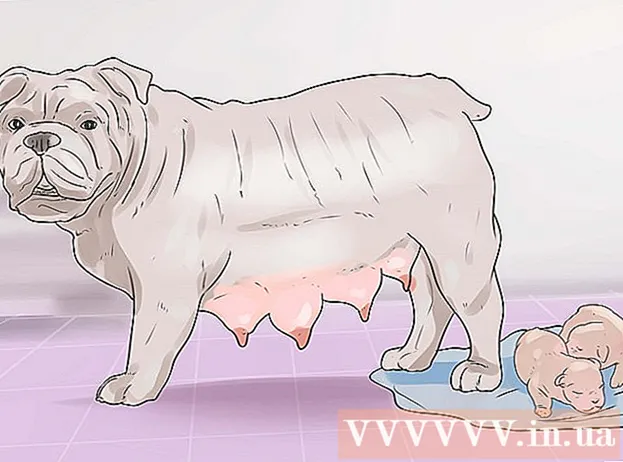 Comment aider votre chien à accoucher