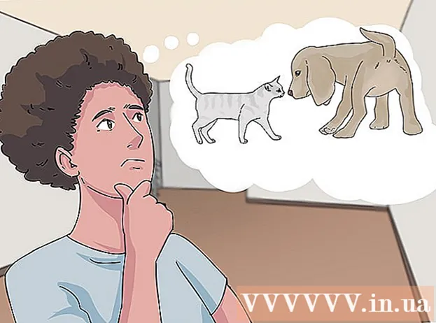 How to help dogs and cats live in harmony