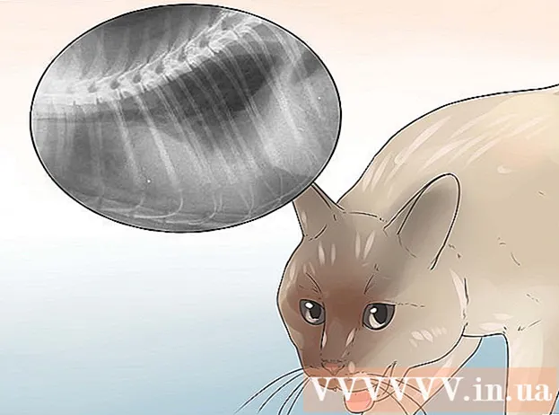 How to make your cat breathe easier