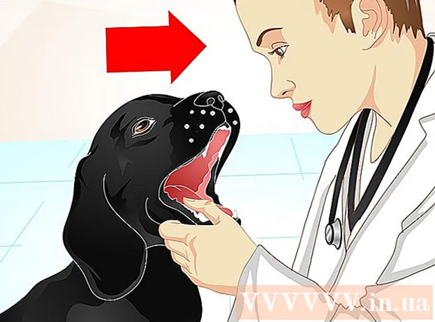 Hoe hondenuitwerpselen te verharden