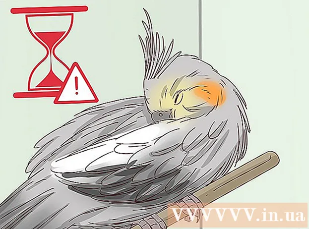 Πώς να κατανοήσετε τις χειρονομίες παπαγάλων της Μαλαισίας