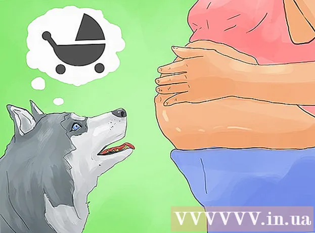 Como treinar um cão Husky