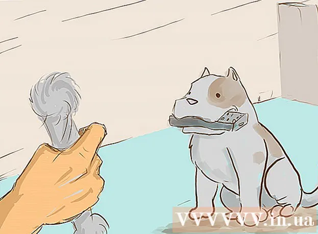 Wie man einen Hund zum Einfrieren trainiert