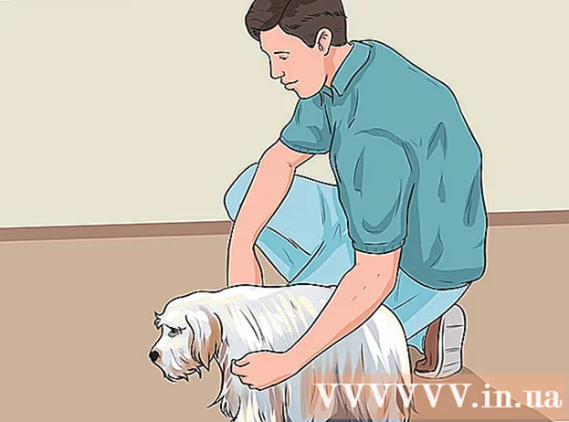 Hur man tränar en vuxen hund