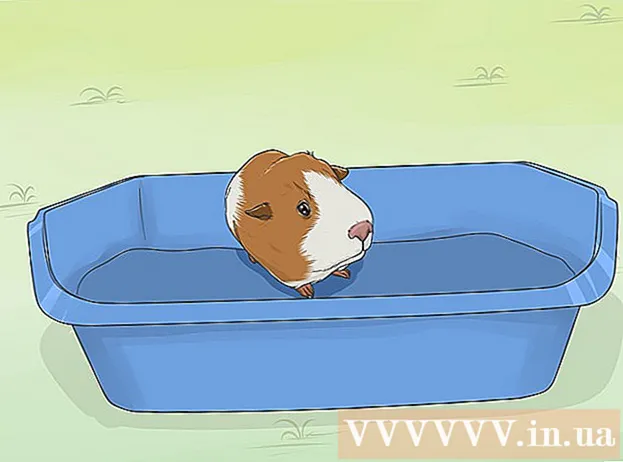 Cómo entrenar a un ratón Lang