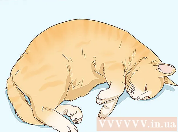 Comment dresser des chats