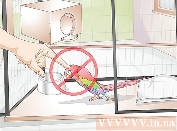 Hvordan trene papegøyen på toalettet
