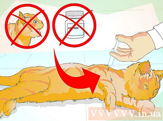 How to deal with an aggressive cat