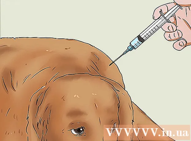 Köpek kulübesi öksürüğü nasıl tedavi edilir