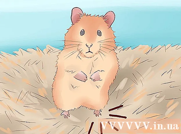 Hvordan behandle et hamsterbrudd