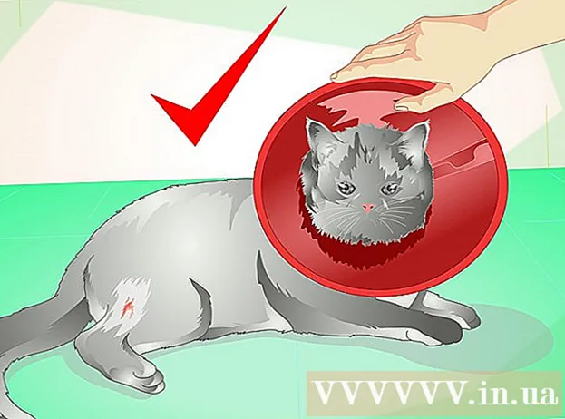 Hoe een abces bij een kat te behandelen