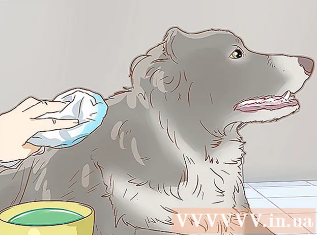 Cum se tratează lovitura de căldură la câini