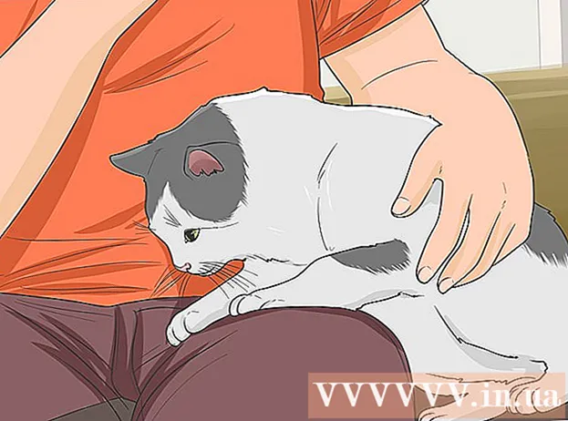 Kako se spoprijateljiti z potepuško mačko