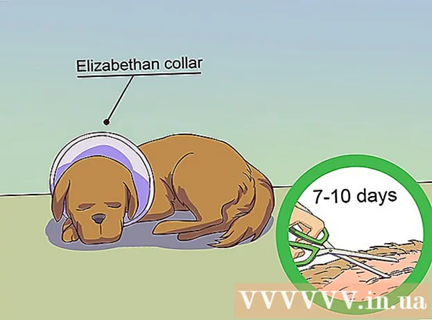 Hvordan man beroliger en hanhund, når en hunhund er i varme