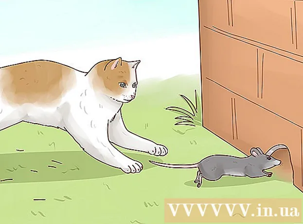 How to make cats happy