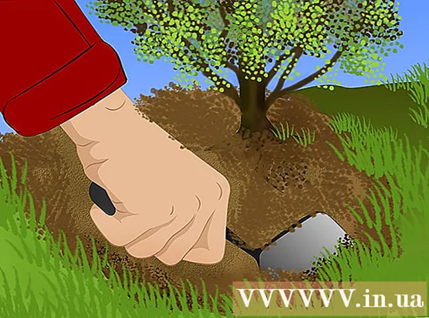Jak usunąć duże krzewy