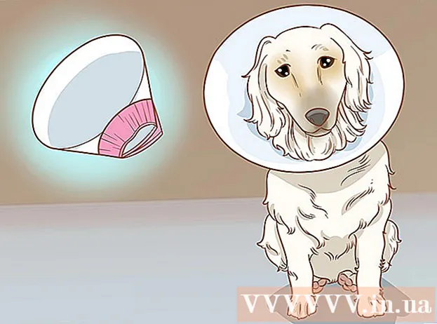 Hoe zich te ontdoen van hondenpuistjes