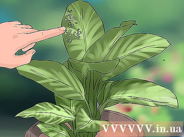 כיצד להיפטר מעצות עלים חומים בצמחים מקורה