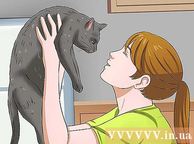 Si të përqafojmë një mace