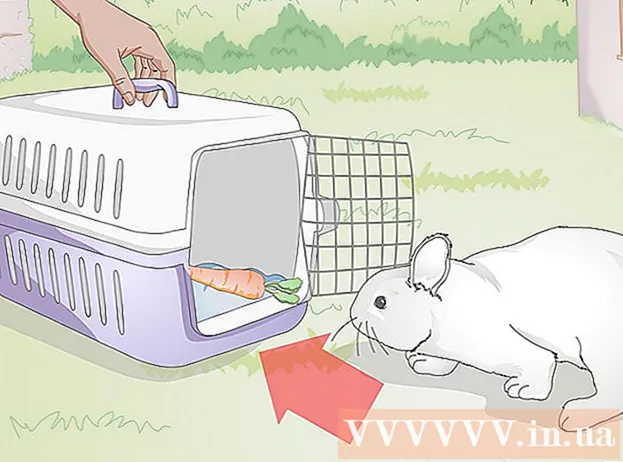 Kako vzeti zajca