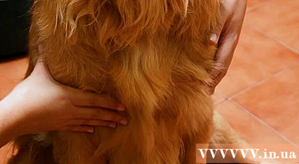 Як робити масаж собаці