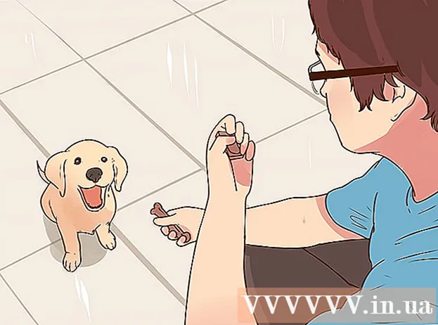 Manieren om puppy's te kopen