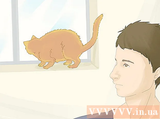 Как бороться с бродячей кошкой